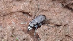 Cicindela