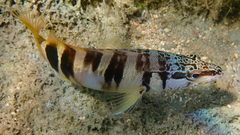 Serranus scriba
