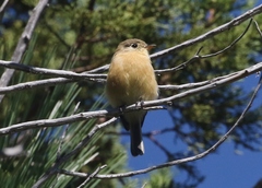 Empidonax fulvifrons