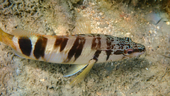 Serranus scriba