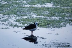 Himantopus leucocephalus
