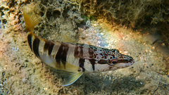 Serranus scriba