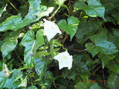 Ipomoea alba