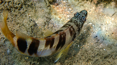 Serranus scriba