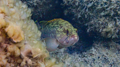 Epinephelus marginatus