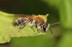 Andrena helvola