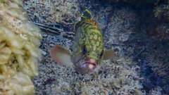 Epinephelus marginatus