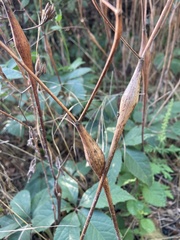 Chaerophyllum nodosum