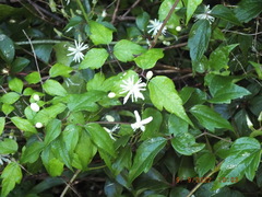 Clematis virginiana