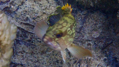 Epinephelus marginatus
