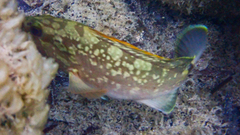 Epinephelus marginatus