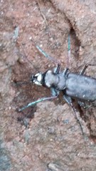 Cicindela