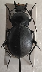 Carabus convexus