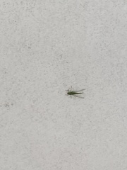 Neoconocephalus triops