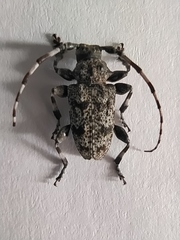 Aegomorphus clavipes