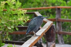 Butorides striata sundevalli