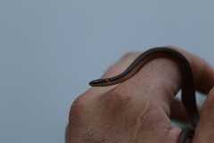 Coniophanes imperialis