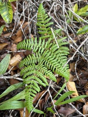 Pteridium aquilinum decompositum