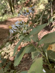 Eurybia radulina