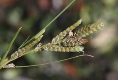 Cyperus sphaerolepis