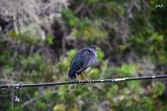 Butorides striata sundevalli