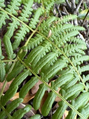 Pteridium aquilinum decompositum