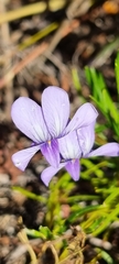 Viola decumbens