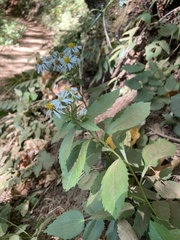 Eurybia radulina