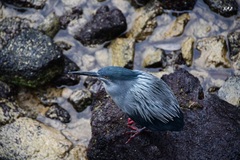 Butorides striata sundevalli