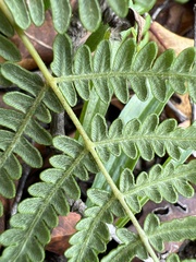Pteridium aquilinum decompositum