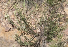 Baccharis thesioides