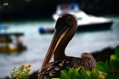 Pelecanus occidentalis urinator