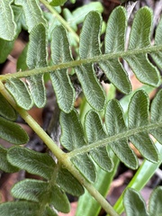 Pteridium aquilinum decompositum