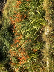 Crocosmia
