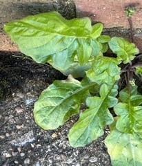 Youngia