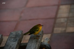 Setophaga petechia aureola