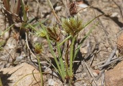 Cyperus squarrosus