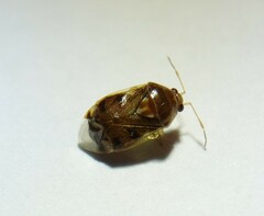 Deraeocoris lutescens