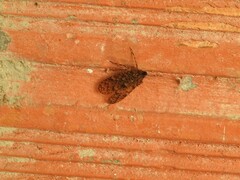 Hemiptera