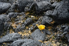 Setophaga petechia aureola