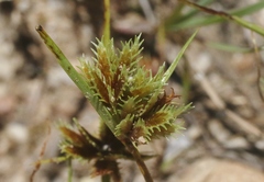 Cyperus squarrosus
