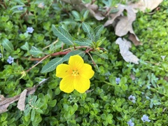 Ludwigia hexapetala