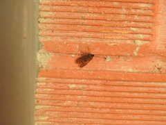 Hemiptera