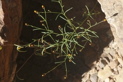 Schkuhria pinnata