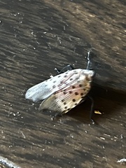 Lycorma delicatula