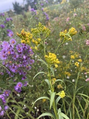 Solidago riddellii