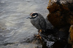 Nyctanassa violacea pauper
