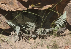 Myriopteris lindheimeri