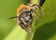 Andrena helvola