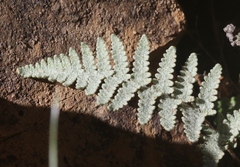 Myriopteris lindheimeri